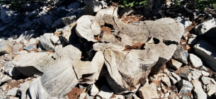 Фото: James R Bouldin via Wikimedia Commons (public domain)