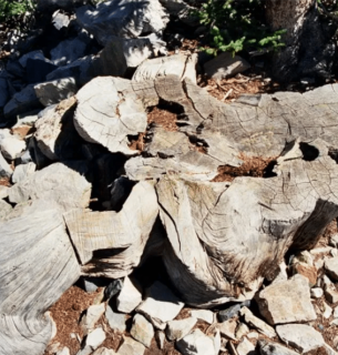 Фото: James R Bouldin via Wikimedia Commons (public domain)