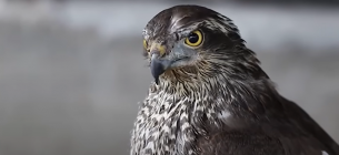 Фото: скриншот видео