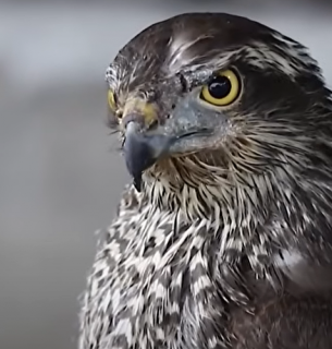 Фото: скріншот з відео