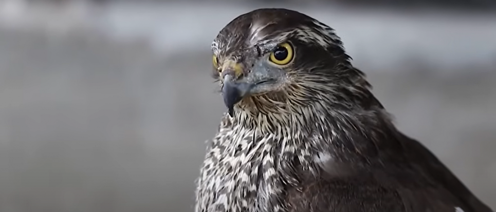 Фото: скріншот з відео