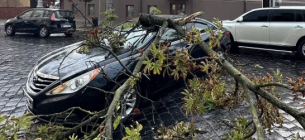 Черновицкий активист доказал вину «Зелентреста» за падение дерева на автомобиль