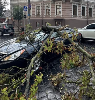 Чернівецький активіст довів провину «Зелентресту» за падіння дерева на авто