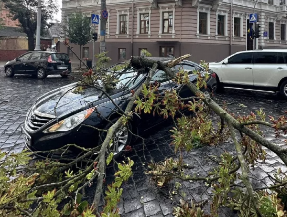 Чернівецький активіст довів провину «Зелентресту» за падіння дерева на авто