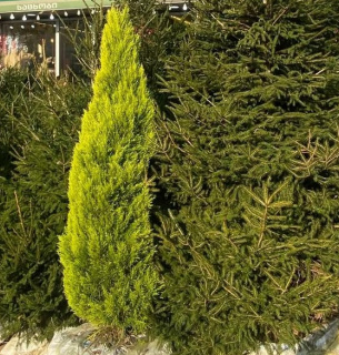 Фото: levan.kapanadze.5 | Threads