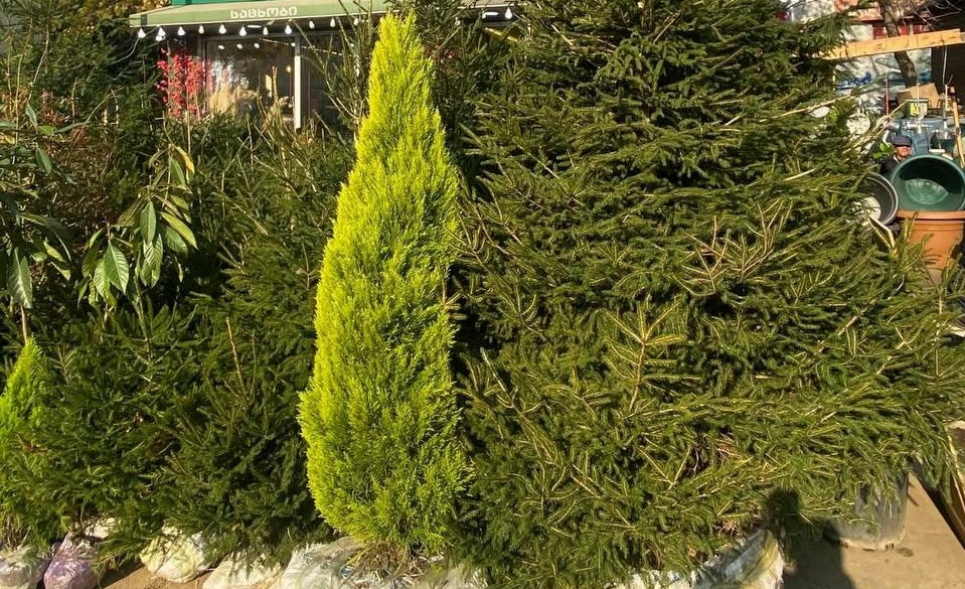 Фото: levan.kapanadze.5 | Threads