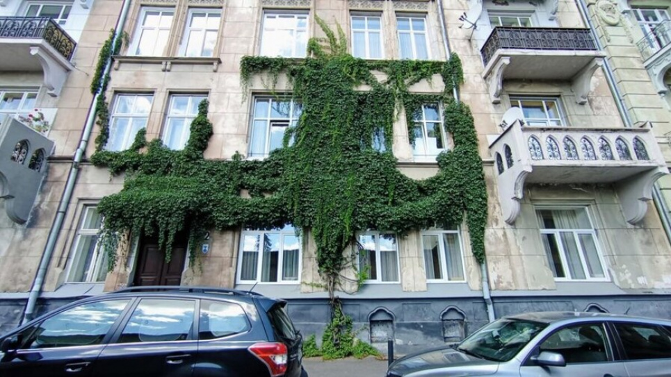 Фасад старого дома Львова, покрытый густыми зелеными лианами (вероятно, диким виноградом). Фото: Львовский городской совет