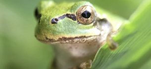 Японська деревна жаба (Hyla japonica) Фото: Norio Nomura/iNaturalist/(CC By-SA 4.0)