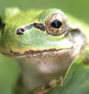 Японська деревна жаба (Hyla japonica) Фото: Norio Nomura/iNaturalist/(CC By-SA 4.0)