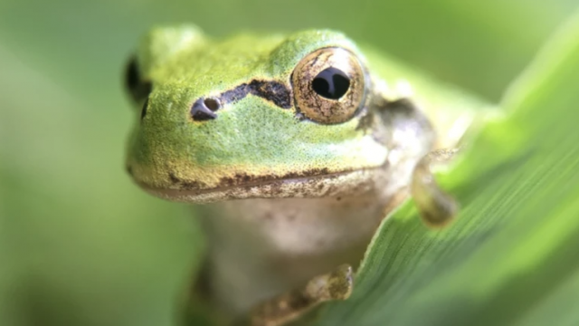 Японська деревна жаба (Hyla japonica) Фото: Norio Nomura/iNaturalist/(CC By-SA 4.0)
