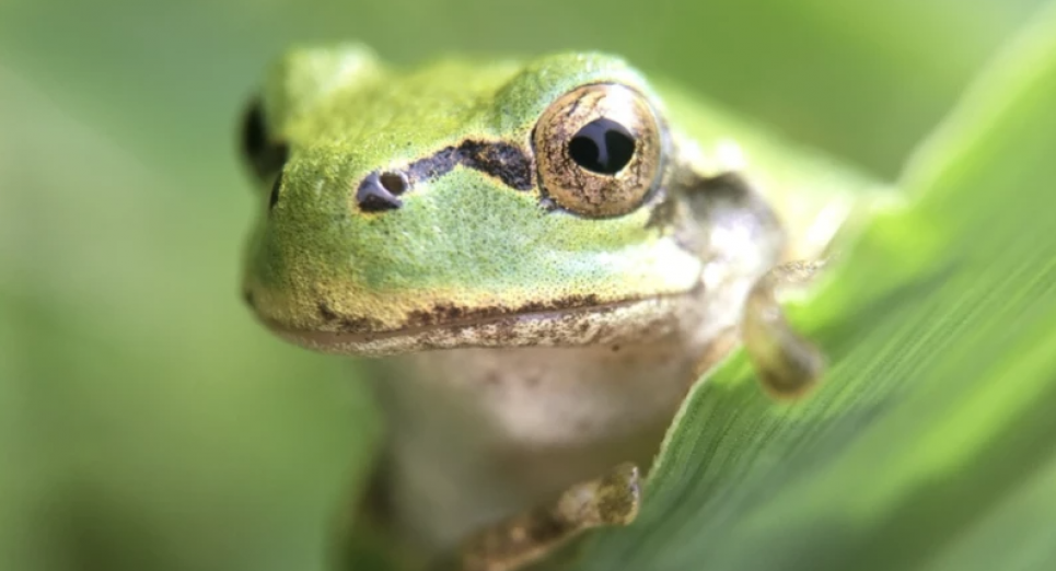 Японська деревна жаба (Hyla japonica) Фото: Norio Nomura/iNaturalist/(CC By-SA 4.0)
