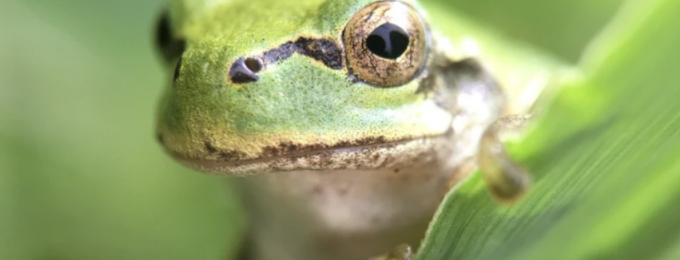 Японська деревна жаба (Hyla japonica) Фото: Norio Nomura/iNaturalist/(CC By-SA 4.0)