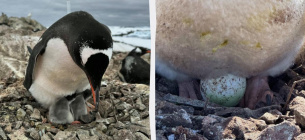 На станции «Академик Вернадский» родилось 1200 пингвинят. Фото: Униан