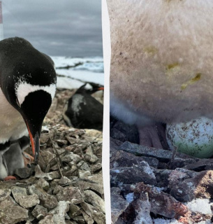 На станции «Академик Вернадский» родилось 1200 пингвинят. Фото: Униан