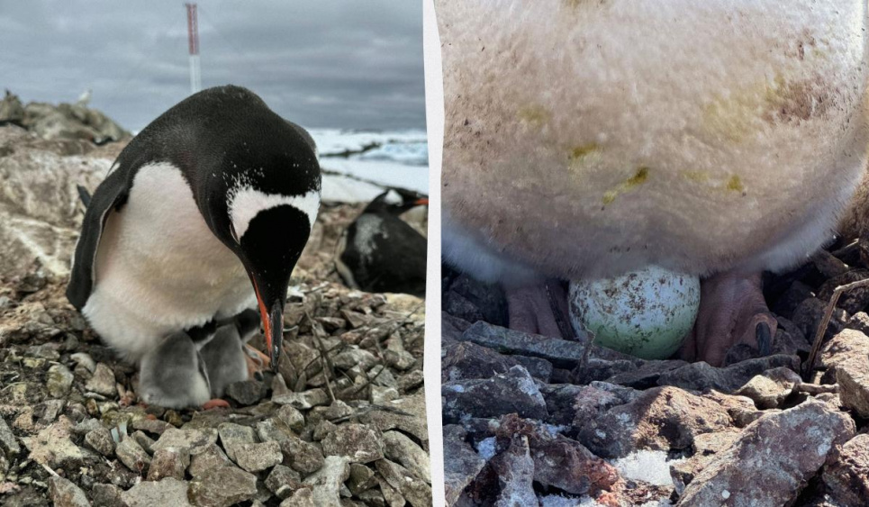 На станції «Академік Вернадський» народилося 1200 пінгвінят. Фото: Уніан