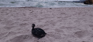 Атака на порт Південний призвела до виливу олії.
Фото: Balinskyy Vladislav