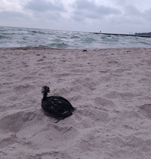 Атака на порт Південний призвела до виливу олії
Фото: Balinskyy Vladislav 