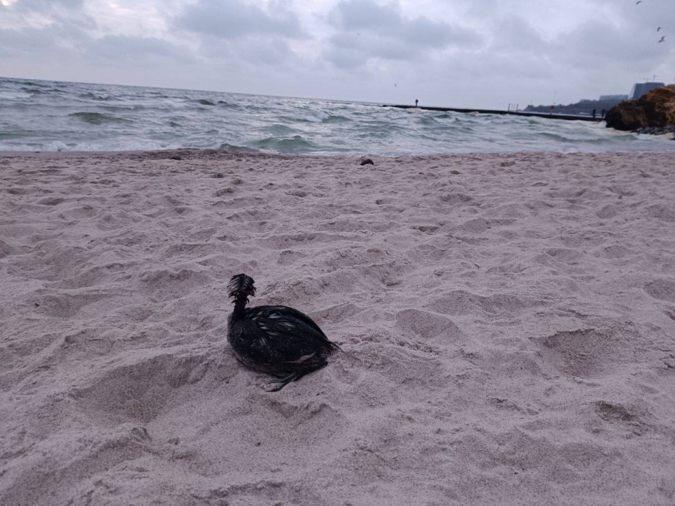 Атака на порт Південний призвела до виливу олії.
Фото: Balinskyy Vladislav 