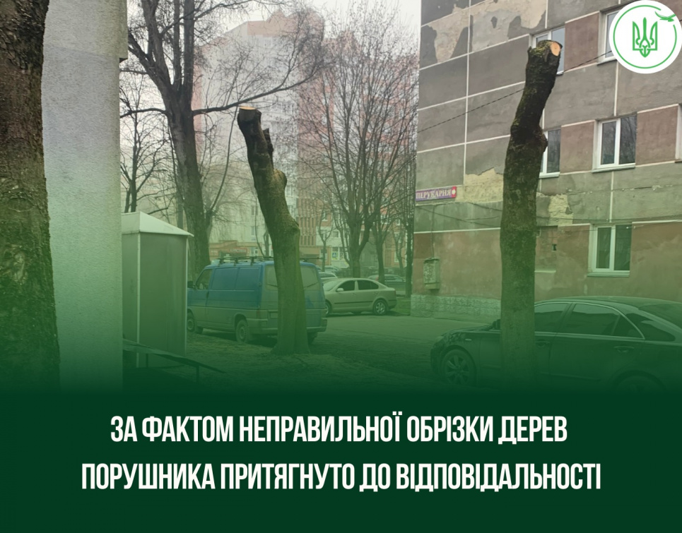 Штраф і відшкодування за «кастрацію» дерев: у Тернополі покарали порушника на проспекті Злуки