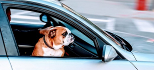 День безопасности путешествий домашних животных. Фото из открытых источников