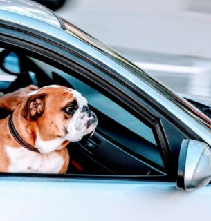 День безпеки подорожей домашніх тварин. Фото з відкритих джерел