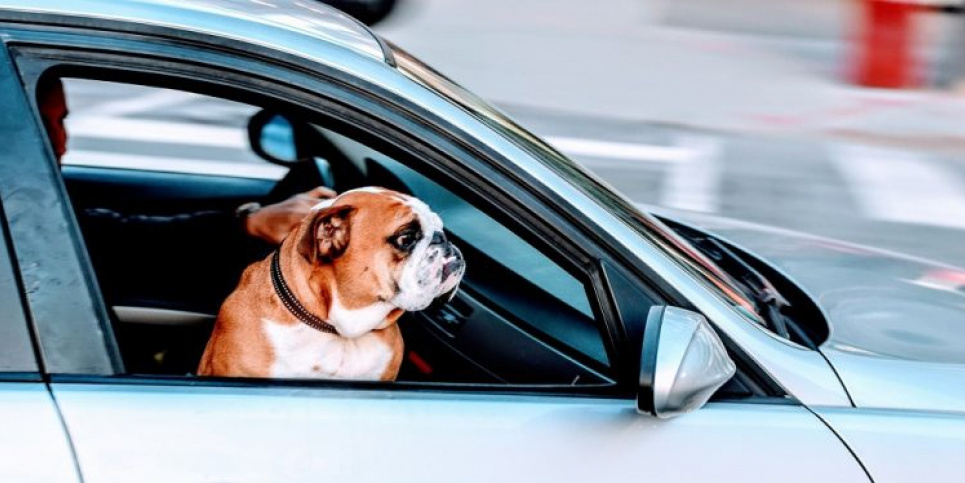 День безопасности путешествий домашних животных. Фото из открытых источников