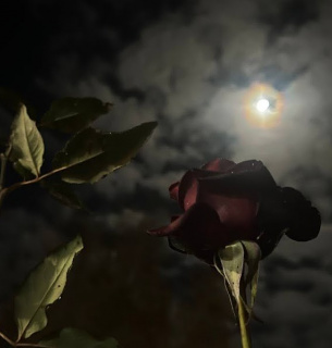 Первое космическое шоу 2026 года: сегодня взойдет магическая Волчья полнолуние в сопровождении Юпитера