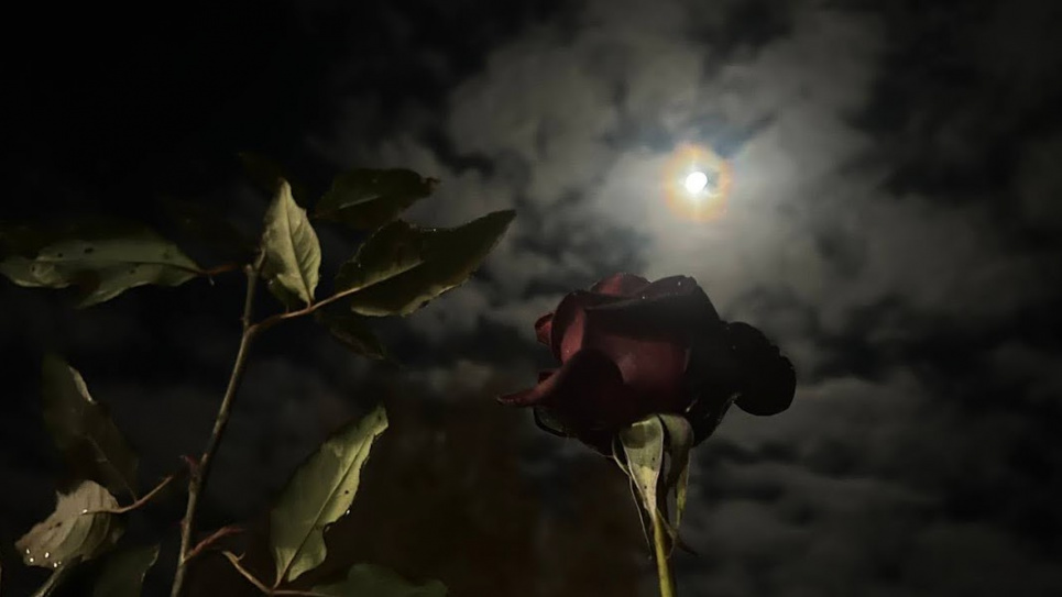 Первое космическое шоу 2026 года: сегодня взойдет магическая Волчья полнолуние в сопровождении Юпитера