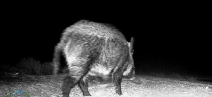 У Тузлівських лиманах зафіксували стрімке зростання популяції диких кабанів.