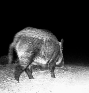 У Тузлівських лиманах зафіксували стрімке зростання популяції диких кабанів.