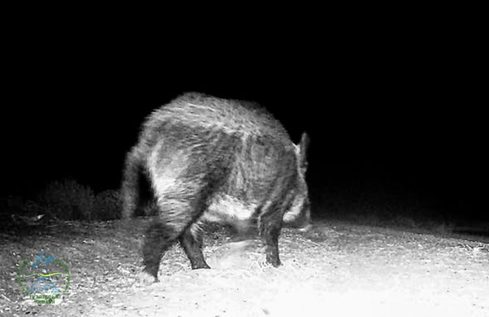 У Тузлівських лиманах зафіксували стрімке зростання популяції диких кабанів.