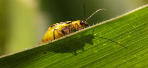 Поширення діабротики в Україні 2026 західний кукурудзяний жук у нових областях