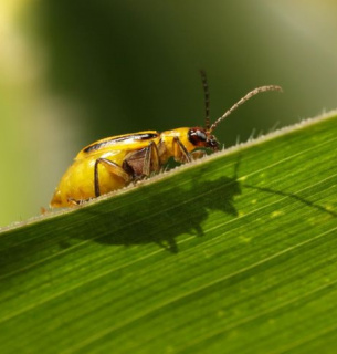 Поширення діабротики в Україні 2026 західний кукурудзяний жук у нових областях