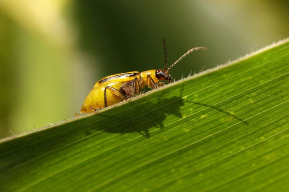 Поширення діабротики в Україні 2026 західний кукурудзяний жук у нових областях