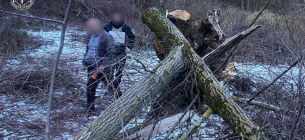 Гибель ребенка из-за падения дерева