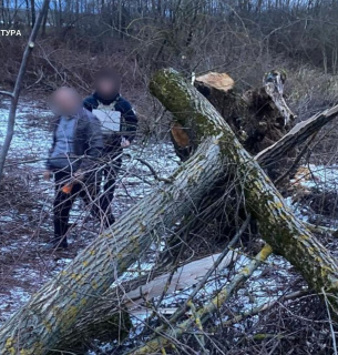 Загибель дитини через падіння дерева