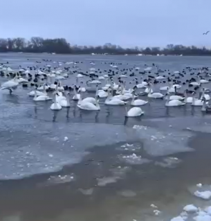 У Києві на Оболоні зібрались всі перелітні птахи.