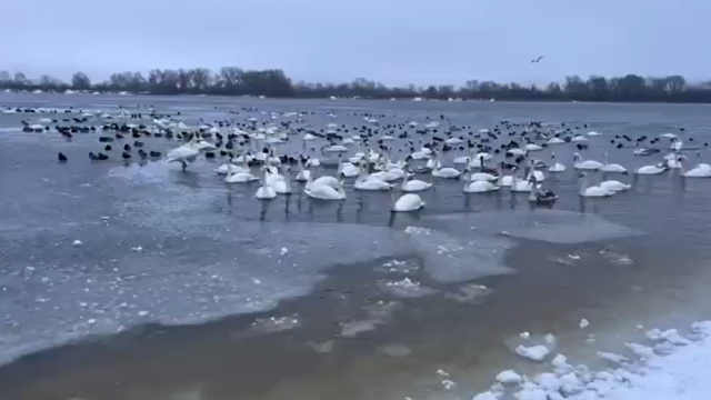 У Києві на Оболоні зібрались всі перелітні птахи.