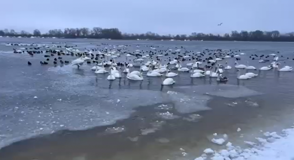 В Киеве на Оболони собрались все перелетные птицы