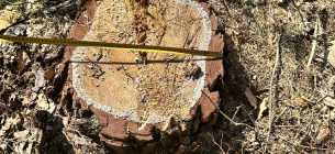 ДБР викрило корупційні схеми в лісгоспах Миколаївщини та Львівщини. Фото: Державне бюро розслідувань