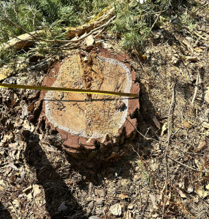 ГБР раскрыло коррупционные схемы в лесхозах Николаевской и Львовской областей. Фото: Государственное бюро расследований