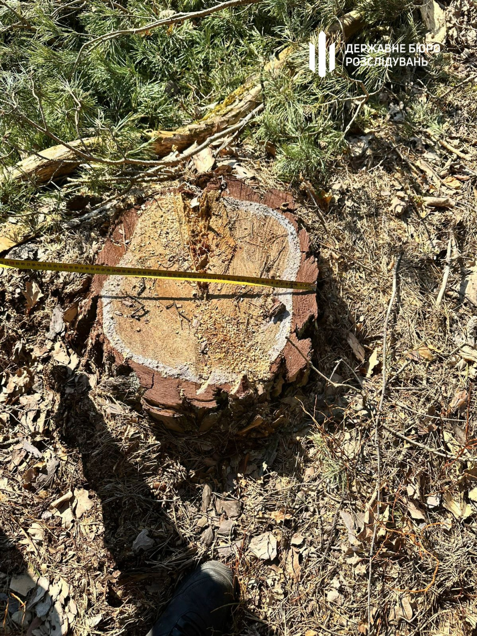 ГБР раскрыло коррупционные схемы в лесхозах Николаевской и Львовской областей. Фото: Государственное бюро расследований