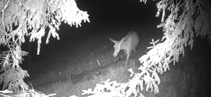 Їдальня для ведмедів та дім для оленів: WWF-Україна відновлює у Карпатах закинуті високогірні луки — перші результати. Фото: WWF-Україна