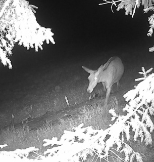 Їдальня для ведмедів та дім для оленів: WWF-Україна відновлює у Карпатах закинуті високогірні луки — перші результати. Фото: WWF-Україна