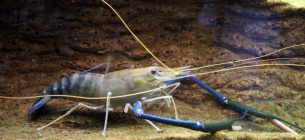 Вилов дунайської креветки 2026: ціна промисел та особливості виду