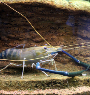 Вилов дунайської креветки 2026: ціна промисел та особливості виду