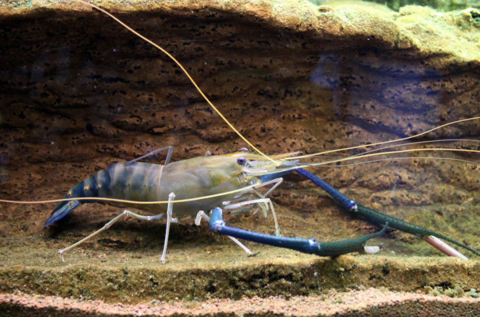 Вылов дунайской креветки 2026: цена промысел и особенности вида