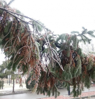 Погода в Україні на 26 січня: відлига, мокрий сніг та ожеледиця на дорогах