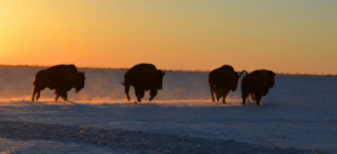 Загроза масової загибелі рідкісних копитних в Асканії Нова