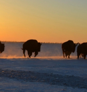 Загроза масової загибелі рідкісних копитних в Асканії Нова